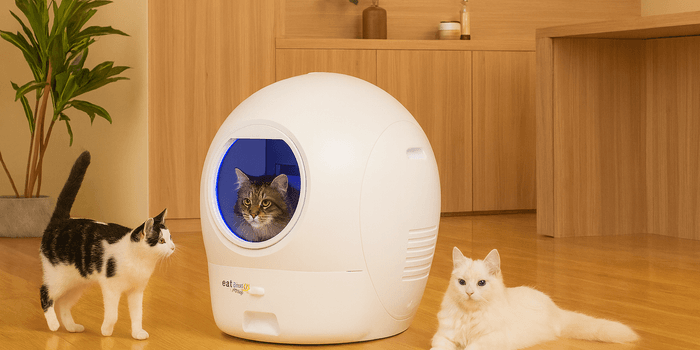 Litière Chat : Guide Complet & Meilleure Sélection 2026